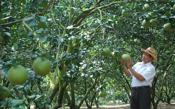 Giống Bưởi năm roi