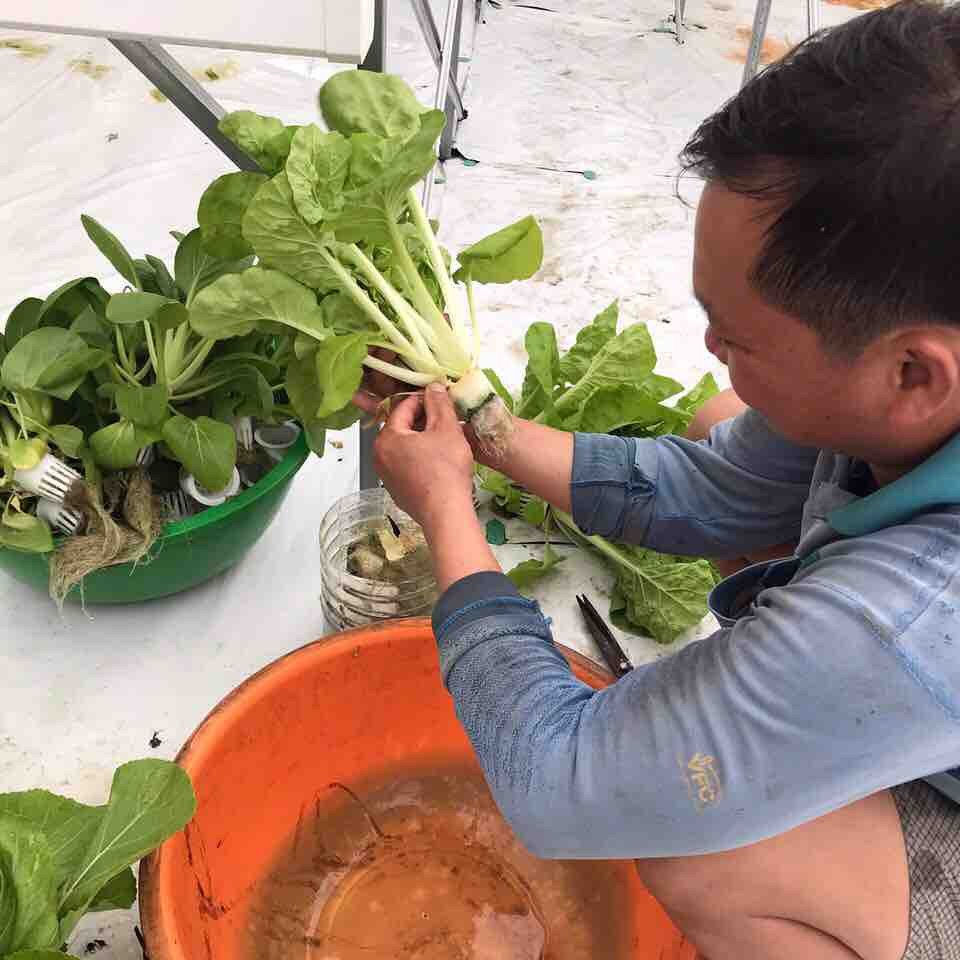 Thu hoạch rau thuỷ canh